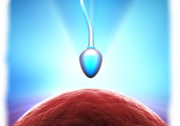 תרומת ביציות